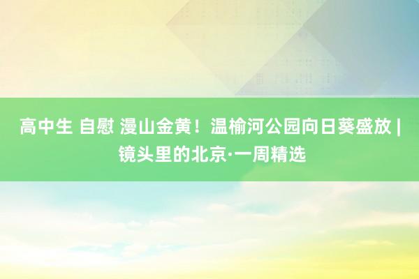 高中生 自慰 漫山金黄！温榆河公园向日葵盛放 | 镜头里的北京·一周精选